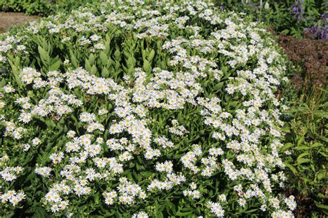 Witte Border Bloemenpark Appeltern