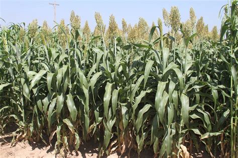 Silo Pro Brachytic Dwarf Bmr Forage Sorghum Cisco Farm Seed