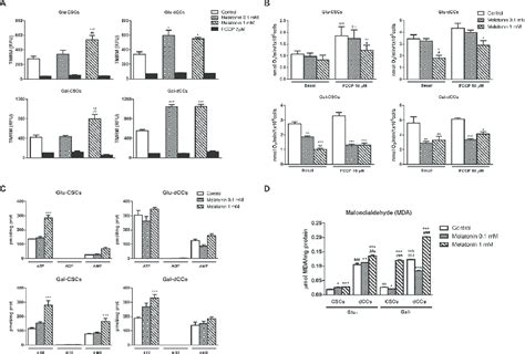 Melatonin Altered Mitochondrial Membrane Potential Oxygen Consumption