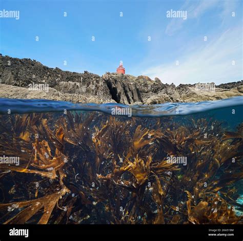 Rocky Coast With A Lighthouse And Kelp Underwater Split Level View