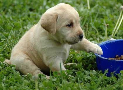 Labrador Retriever Training Practical Commands Training