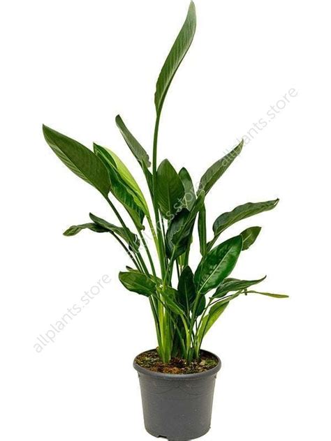 Стрелиция Регина 24/130 см - купить в Москве с доставкой | Интернет ...