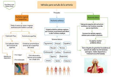 Métodos de estudio de la anatomía para 1er semestre Anatomía