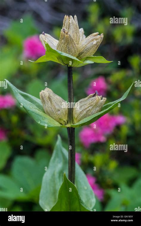 Spotted Gentian Gentiana Punctata Stock Photo Alamy