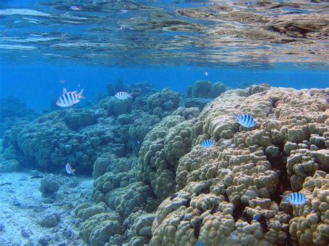 Catalyst Planet Surfing At Olympics Destroys Coral Reefs In Tahiti