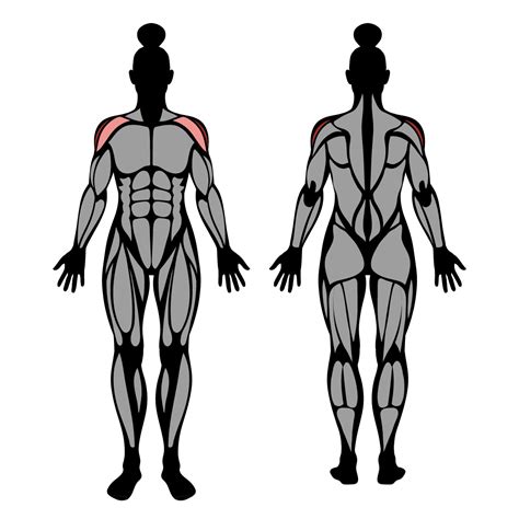 Dumbbell Lateral Raise: Muscles Worked & Technique – StrengthLog