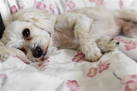 Cachorro Tem Umbigo Onde Fica