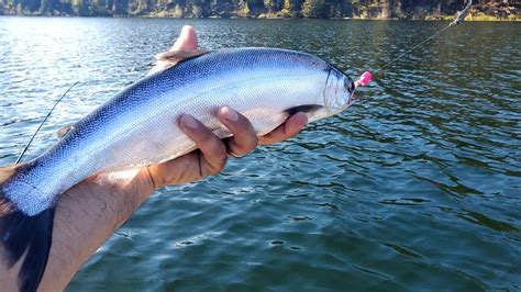 I caught some late season chrome triploid kokanee today! : r/kokanee ...