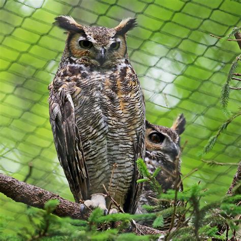 The Biggest Birds You Can See In West Virginia Wowk 13 News