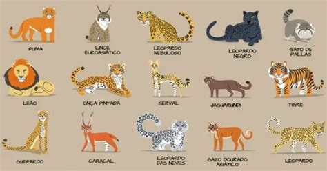 Felinos Classifica Es Inferiores Mundo Ecologia