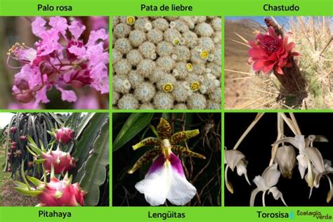 Top Imagenes De Flora Y Fauna De Peru Theplanetcomics Mx The