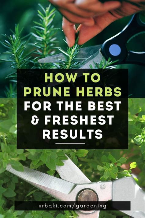 How To Prune Herbs For A Lush And Abundant Garden