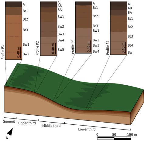 Soil Profile Diagram Geography