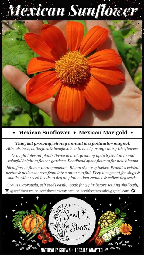 20 Mexican Sunflower Seeds Mexican Marigold Seeds Tithonia - Etsy