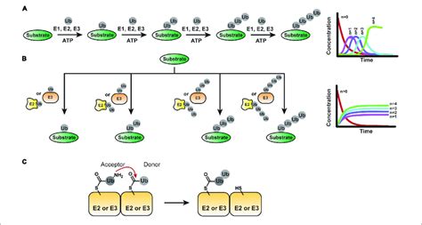 Mechanisms Of Ubiquitin Chain Assembly A The Sequential Addition