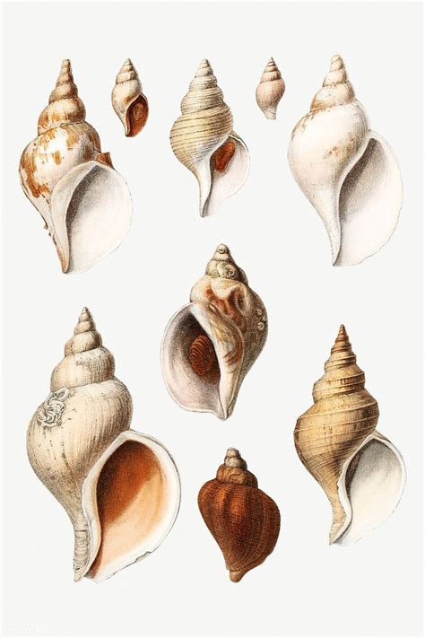 Download Premium Illustration Of Conch Shell Varieties Set Illustration