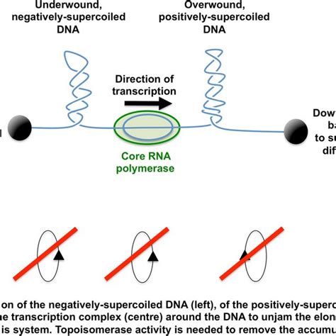 Transcription Dna Supercoiling And Chromosome Architecture Data From