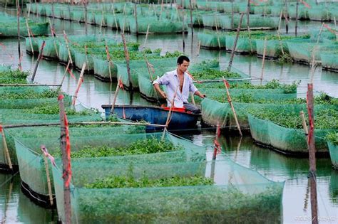 黄鳝土塘养殖降成本：苗种、饲料、管理养殖一点通 云农科技