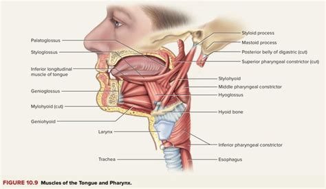 Extrinsic Muscles Of Tongue