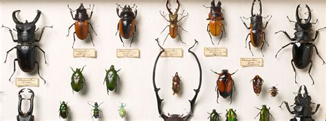 Coleoptera Collections Natural History Museum