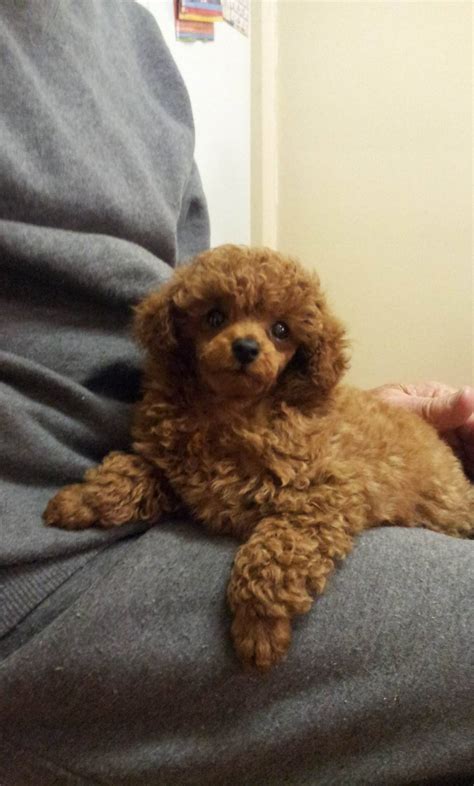 Red Toy Poodle gallery – Cocobo Paws 4 Life