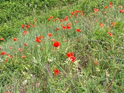 Red Poppies by Genesect1999 on DeviantArt