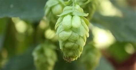 A Brief Guide To Hops And Hop Varieties Homemade Wine Hopping Beer