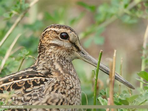 Pin Tailed Snipe Birds Of The British Indian Ocean Territory