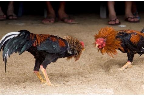 Miles marchan en favor de las peleas de gallos y las tradiciones de México