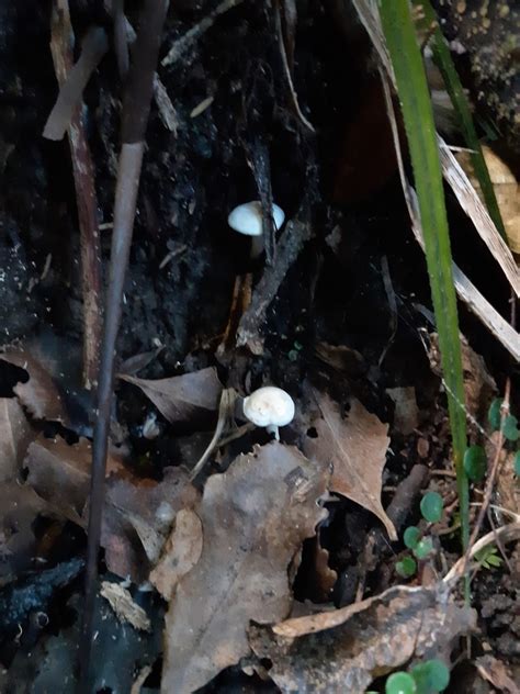 Common Gilled Mushrooms And Allies From Umungata Bay New Zealand