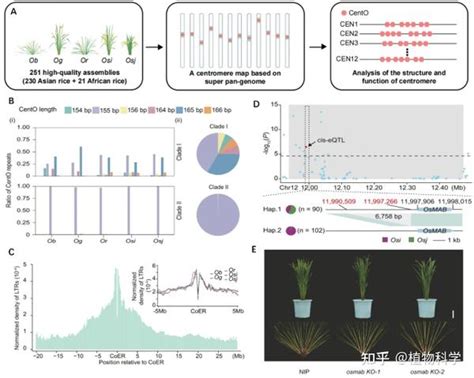 中国农业科学院深圳农业基因组研究所商连光课题组联合多家单位撰写超级泛基因组助力水稻着丝粒结构和功能研究 知乎