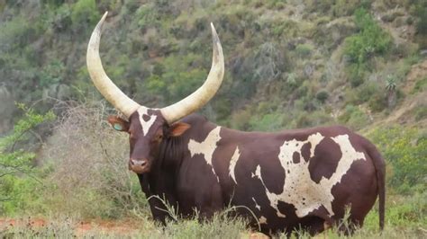 Ankole Sa Goes Cattle Crazy This Is Why They’re So Expensive In Sa