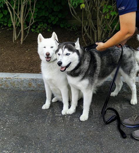 Uconn Jonathan The Husky