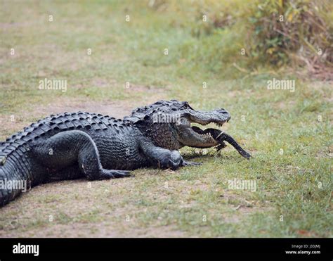 Baby alligator mother hi-res stock photography and images - Alamy