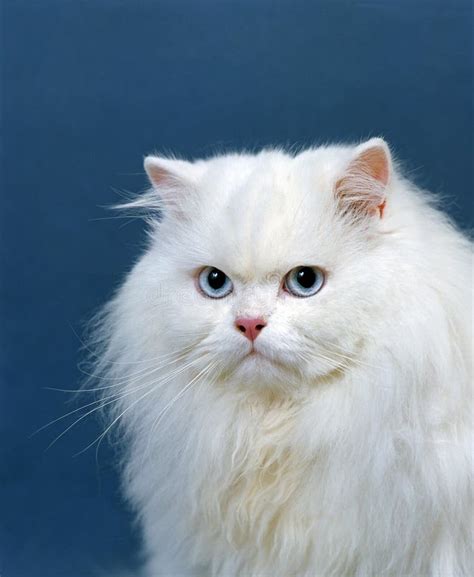 Potrait of White Persian Domestic Cat with Blue Eyes Stock Photo ...