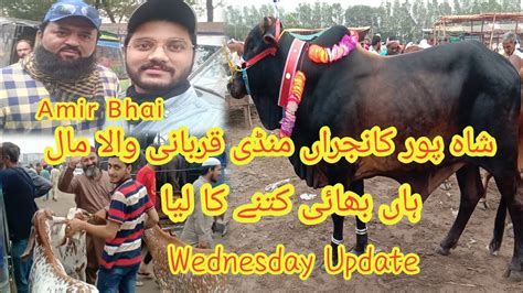 Shahpur Kanjra Mandi Kitnay Ka Liya Bhai Wednesday Update