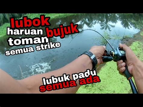 Lubuk Haruan Bujuk Dan Toman Padu Spot Ni Casting Guna Umpan