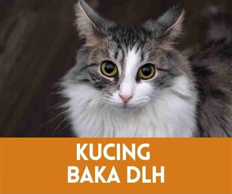 Kucing Baka Dlh Malaysia 2025