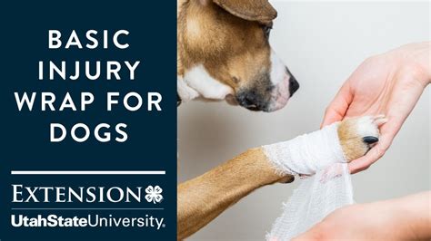 How To Treat A Sprained Paw On Dog