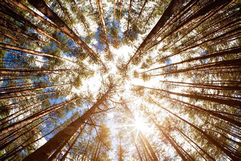 Sommer Im Wald Stock Bild Colourbox