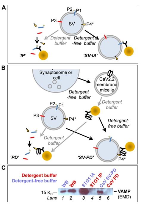 (A–C) Biochemical methods (see text). (A) Immunoprecipitation (IP) and... | Download Scientific ...