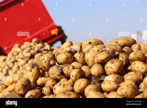 Kartoffel Erntemaschine Hi Res Stock Photography And Images Alamy