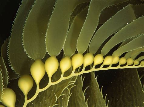 Kelp Garden Photos National Geographic Ocean Life Photography Plant