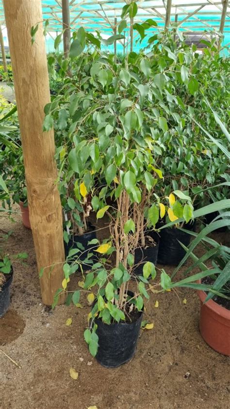 Ficus Benjamina Vivero Antofagasta