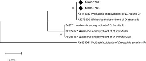 Neighbour Joining Phylogenetic Tree For The Partial 16s Rrna Gene Of