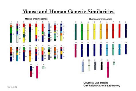 Genome Data Interpretation Using Gis