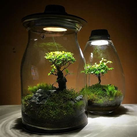 Bonsai Terrarium For Landscaping Miniature Inside The Jars Mini