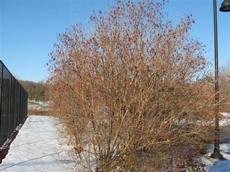 Highbush Cranberry In Winter