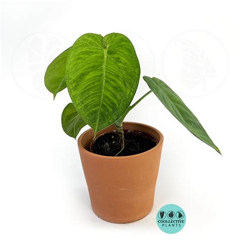 Syngonium Chiapense Ice Frost Indoor Plants Easy Care Houseplant