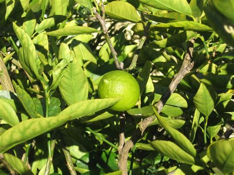 Lime Tree Pictures, Images, Photos & Facts on Lime Trees